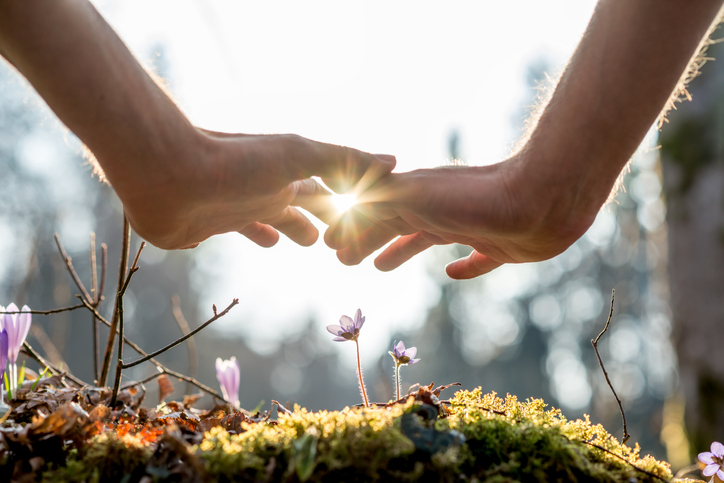 Hands hovering over flowers in a sunlit garden